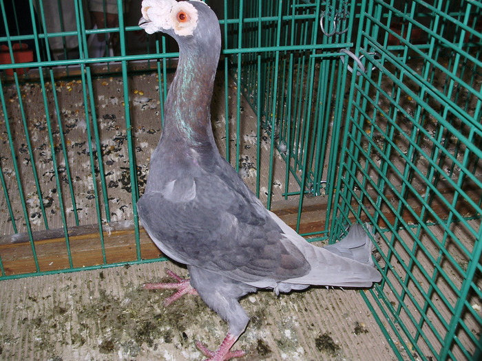 6569b c 1 - 1507 partea 1b