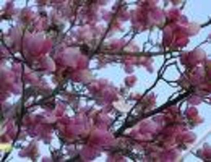 zzzzzzzzzzzzzzzz - flori-magnolii