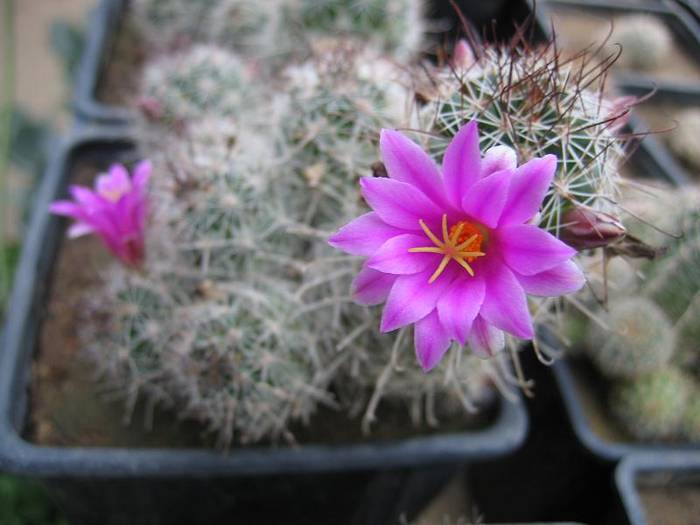 cactusi 002 - Cactusi la Constanta