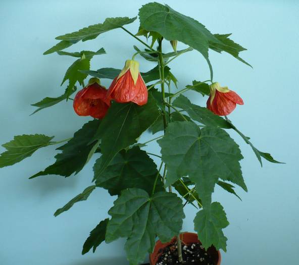 P1110116 - ABUTILONI