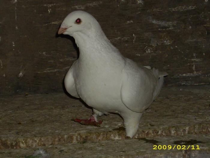 femela 2007 - nastase