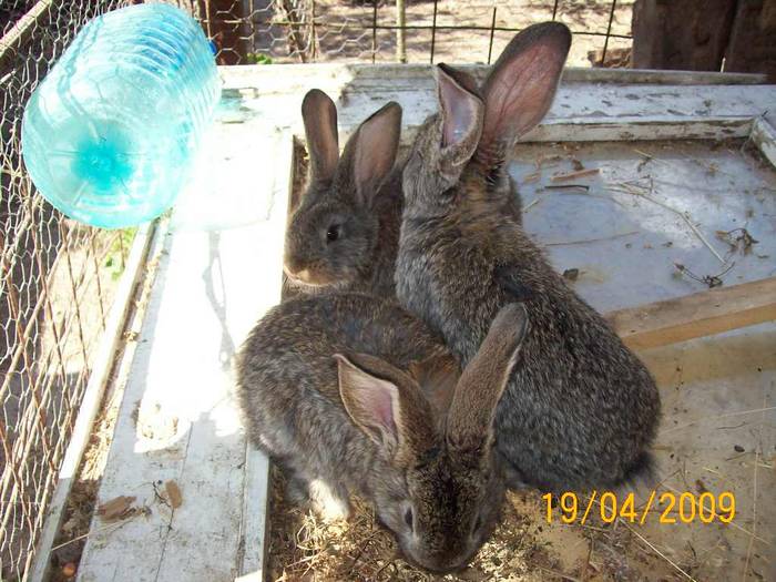 Picture 020 - poze iepuri aprilie 2009