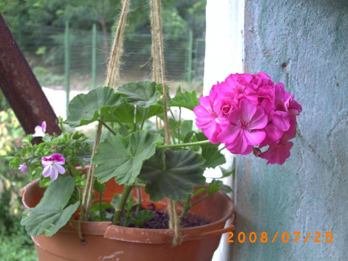 MUSCATE-2008 - pelargonium