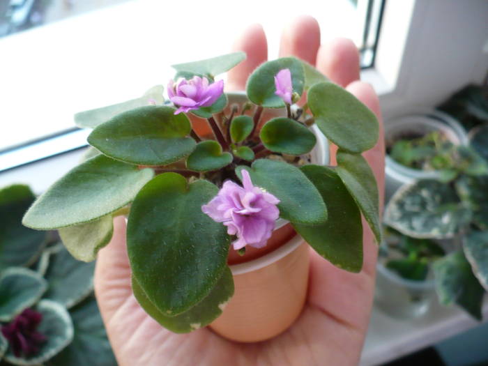 mini violeta lila involt - Saintpaulia - violete de camera