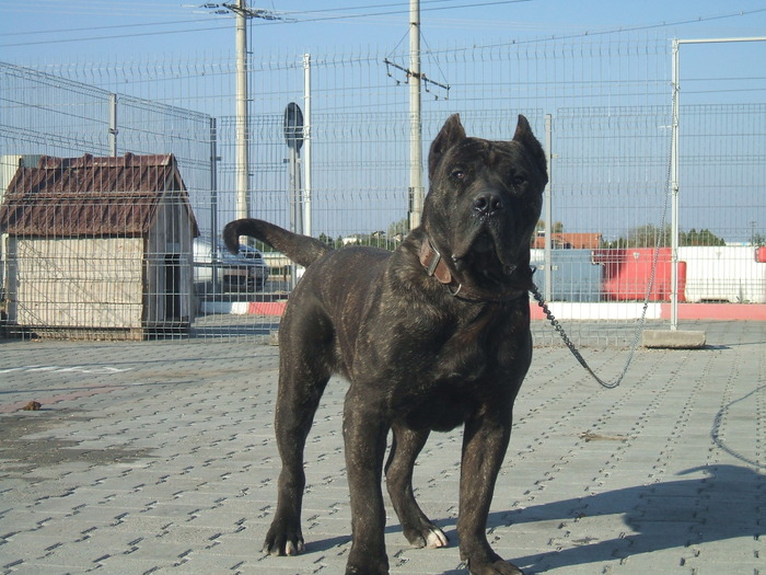 DSCF1965 - snoopyfightdogo  canario