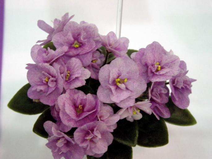 Orchid_Lullaby_2005avsa - violete de pe net 1