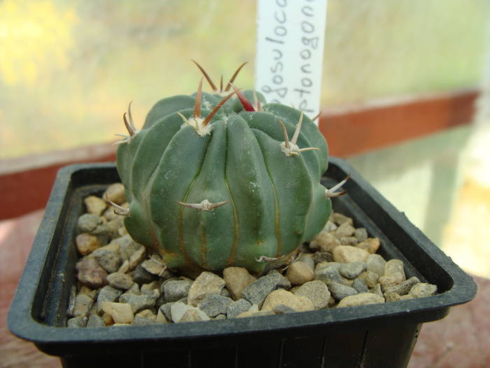 Echinofossulocactus coptonogonus - Neoporteria si altele