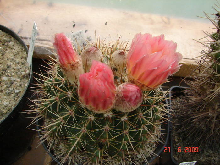 DSC06218