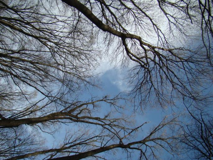 DSC02751 - 2008-03-22 - La padure-Baneasa