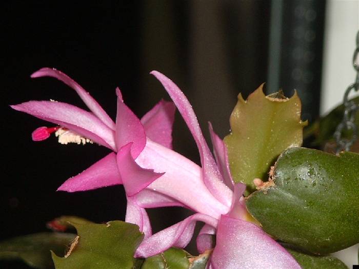 Schlumbergera PINK 1