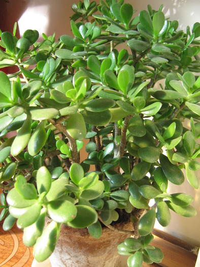 Arbore de Jad /Crassula ovata - Plante de interior
