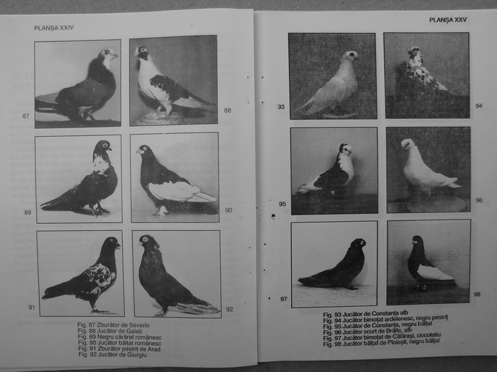 farmecul columbofiliei- bonatiu 094 - Carti despre Porumbei - - Books about Pigeons