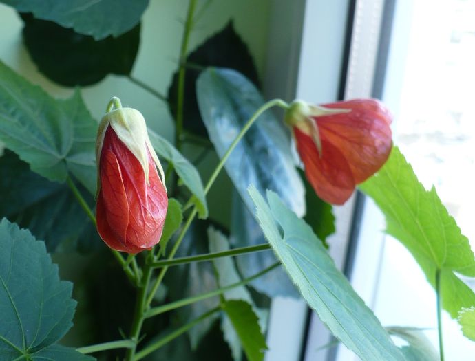 P1190087 - ABUTILONI