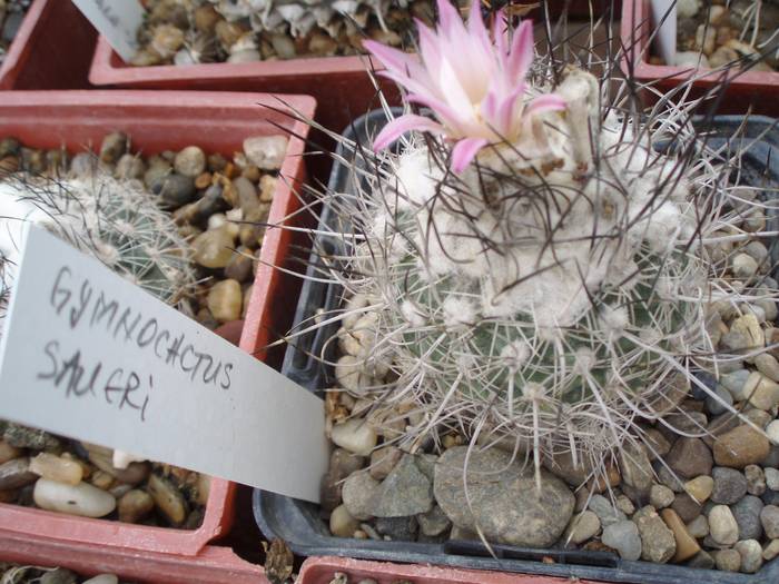 Gymnocactus saueri