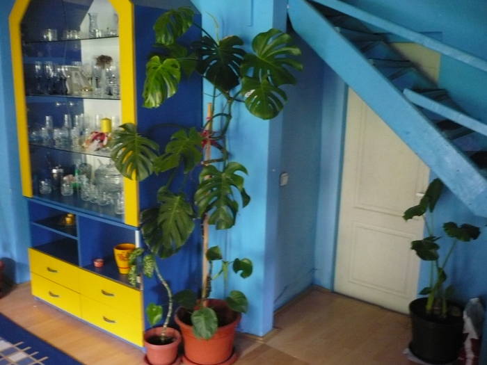 29-05-2009 179 - Flori