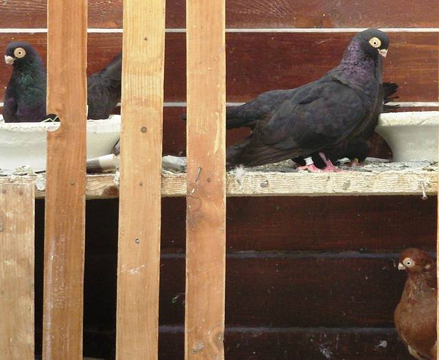 SNB13876 - porumbei dl NEGREA