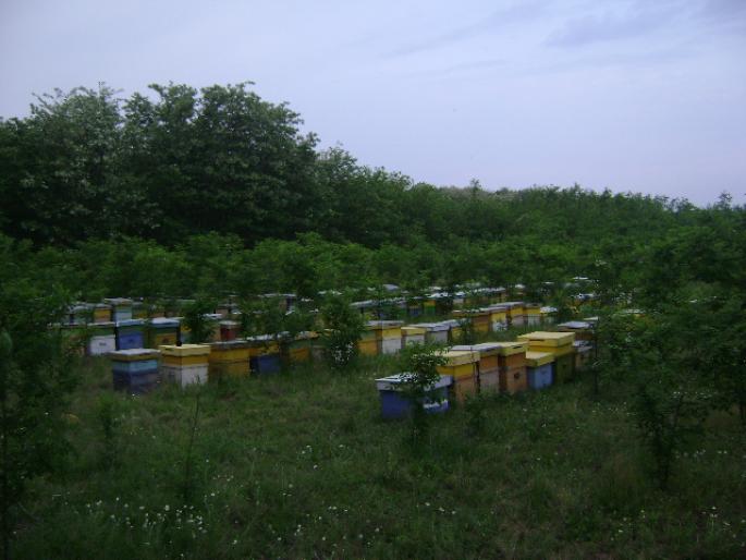 DSC01774 - apicultura anul2008