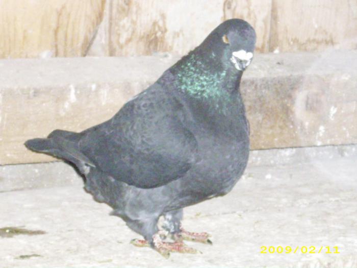 mascul 2006 - nastase