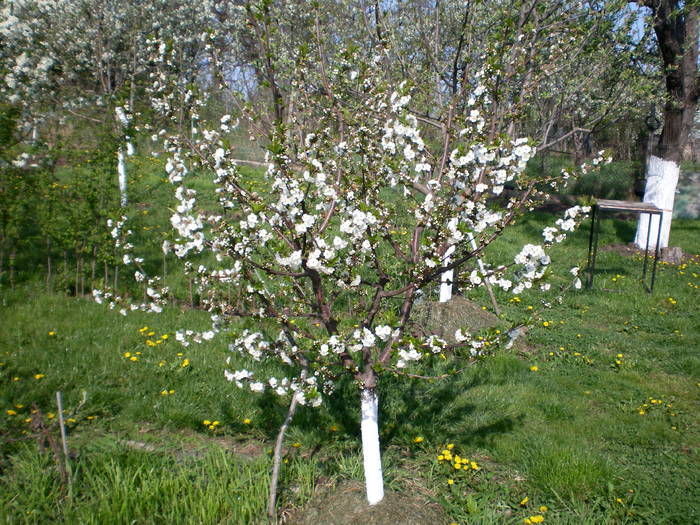 SANY0453 - gradina in ziua de Paste-2009