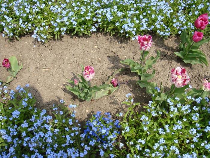 244 - Balchik 20 aprilie 2009