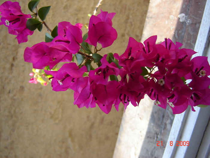 DSC02597 - flori