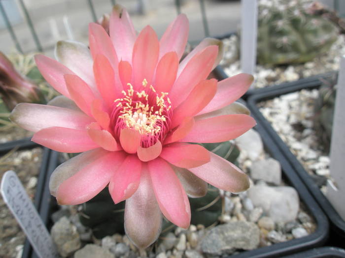 Gymno cu floare portocalie 24.05 - Gymnocalycium