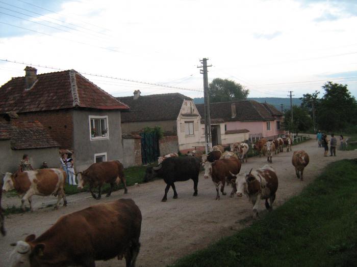 Ciurda satului - Toarcla jud Brasov