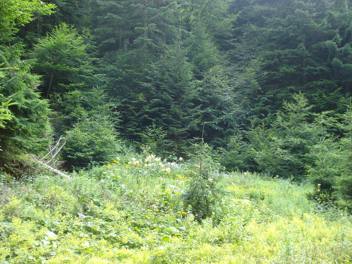 DSC03656 - 2009 CHEIA IULIE