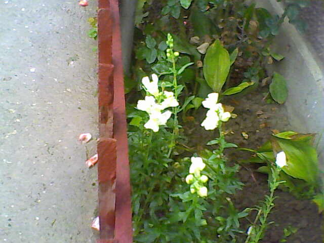 Picture 074 - nu imi mai apartin