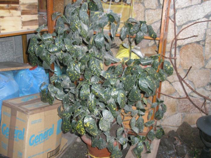 Aucuba japonica la temperaturi negative - plante de exterior - iarna 2008 - 2009