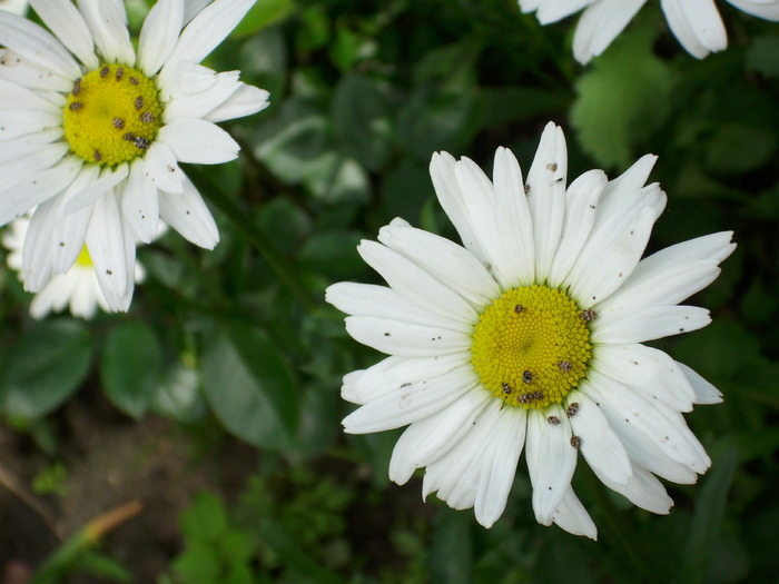 DSCI0199 - flori din gradina mea