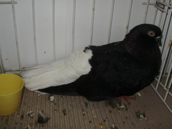 negru ca 4 - 1509 rom zb