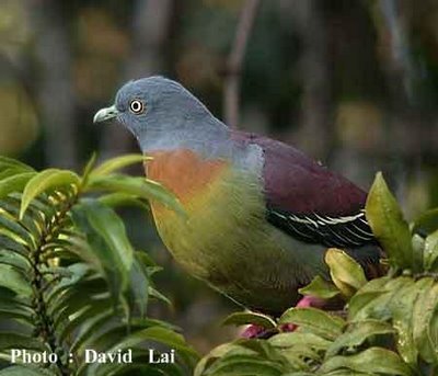 salyo paku -Orange-breasted green pigeon (Treron bicincta)_