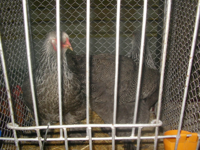 SANY0259 - poze expo 2009