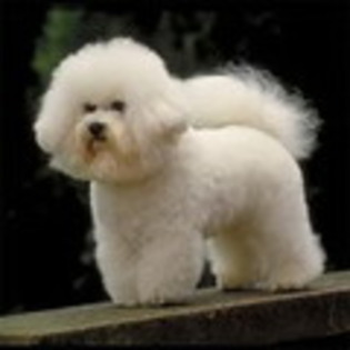 tbichon_frise dragut caine - caini frumosi