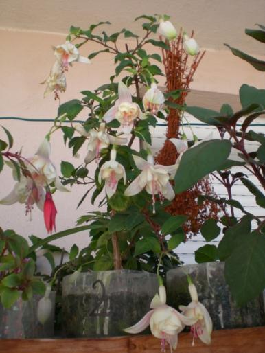 aug 2008 020