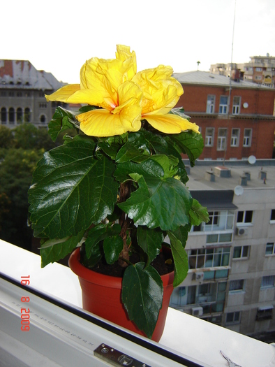 DSC02583 - flori