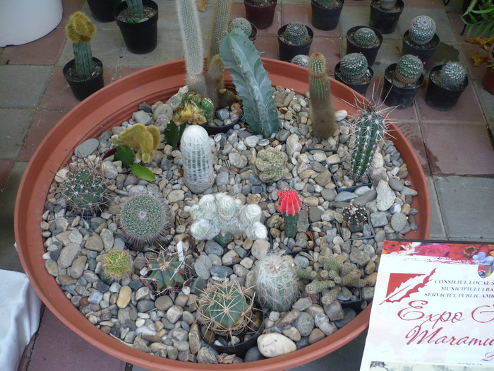 29-09-2009 064 - Expo-Flora 2009 Baia Mare