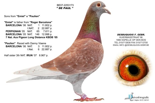 BE07-2253173[2] - poze cu porumbei voiajori de mine placuti