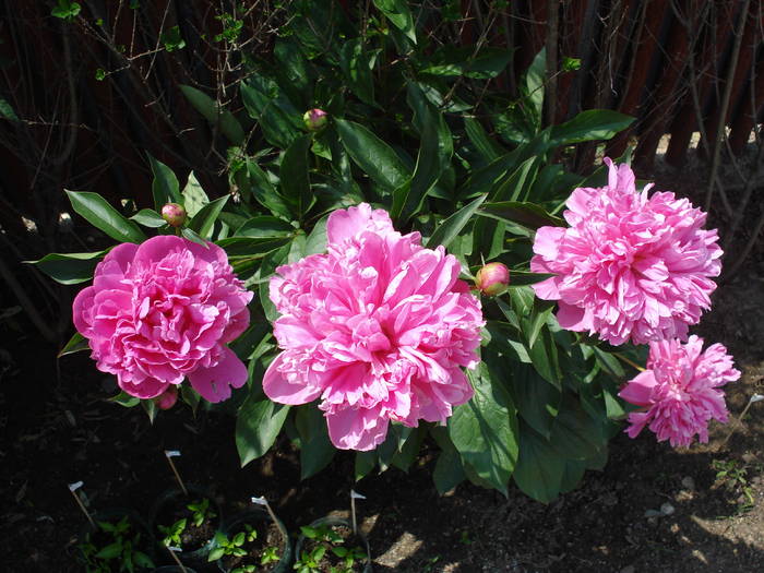 Peonies. Bujori (2009, May 15) - BUJORI_Peony Paeonia