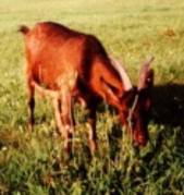 capra zonei harz