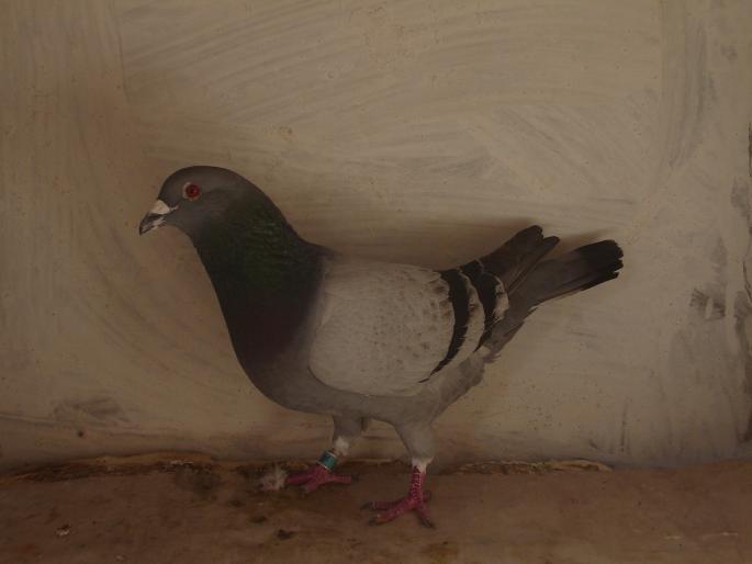 mascul 2006 - porumbei voiajori