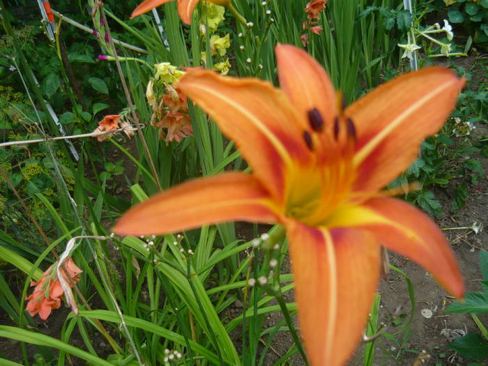 P1000906 - GLADIOLE SI CRINI