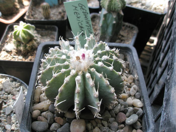 Geohintonia mexicana