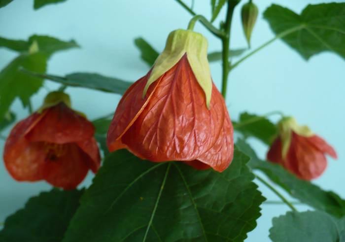 P1110118 - ABUTILONI