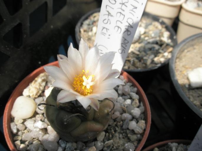 Turbinicarpus macrochele ssp. polaskii