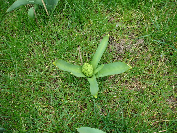Garden Hyacinth (2009, March 30) - ZAMBILE_Hyacinths