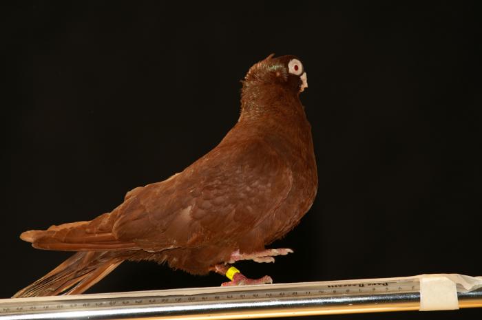 Picture 053 - jucatori de constanta