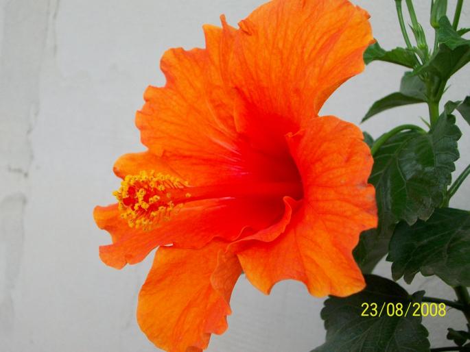 100_0102 - hibiscus