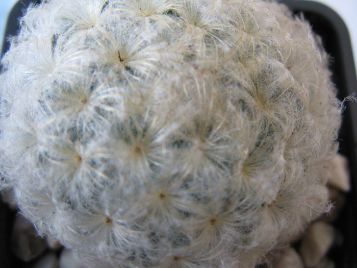 Mammillaria plumosa - CACTACEAE - diverse specii si genuri